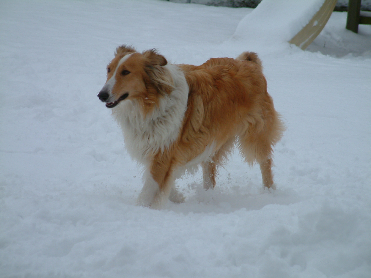 lassie-2010-a (2)