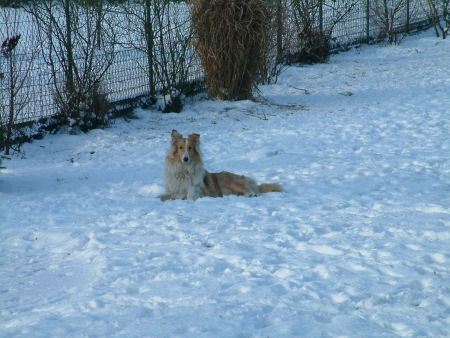 lassie-im-schnee-2009-e